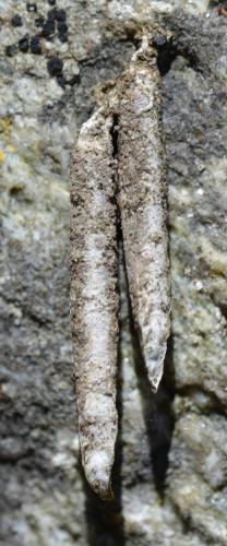 Taleporia sp.
